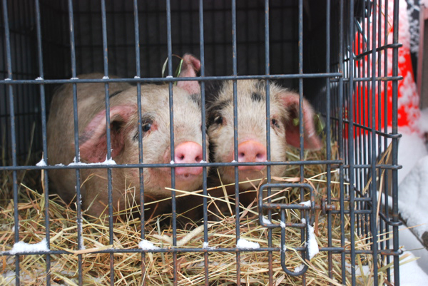 Our new Gloucestershire Old Spots gilts on arrival day at our farm // TinyFarmhouse.com