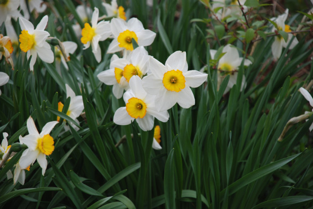 daffodils-in-side-yard-Tiny-Farmhouse