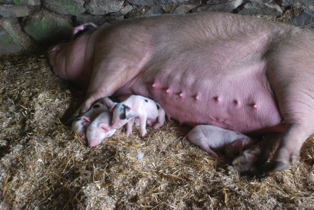 our-first-litter-of-gloucestershire-old-spots-pigs-2
