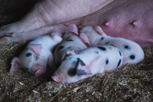 Tiny Farmhouse Friday: Our First Litter of Gloucestershire Old Spots Pigs