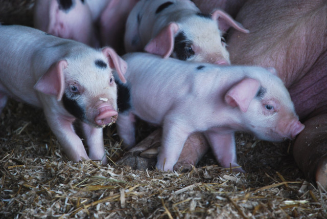 our-first-litter-of-gloucestershire-old-spots-pigs-4