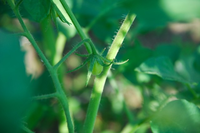 This Week in the Garden mid-June first green tomato | tiny farmhouse