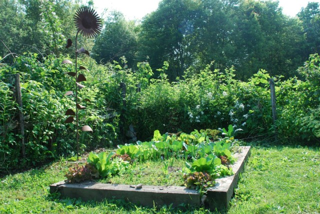 This Week in the Garden mid-June raised bed with greens | tiny farmhouse