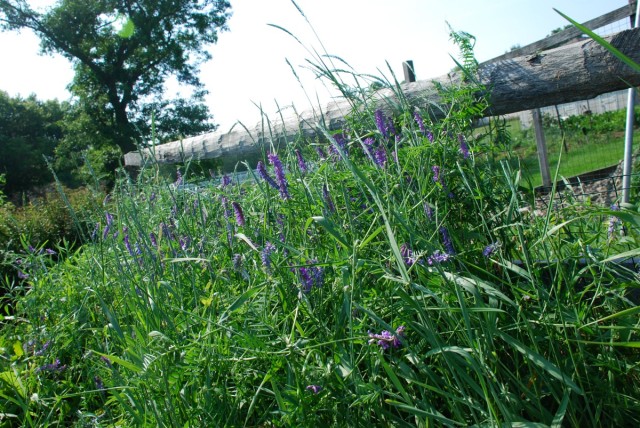 This Week in the Garden mid-June vetch covering strawberry plants | tiny farmhouse