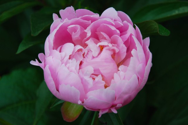 This Week in the Garden peony | tiny farmhouse