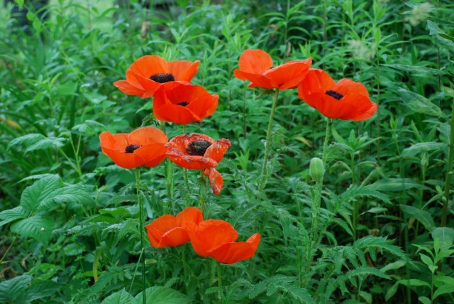 This Week in the Garden poppies | tiny farmhouse