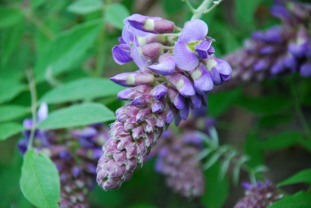 This Week in the Garden wisteria starting to bloom | tiny farmhouse