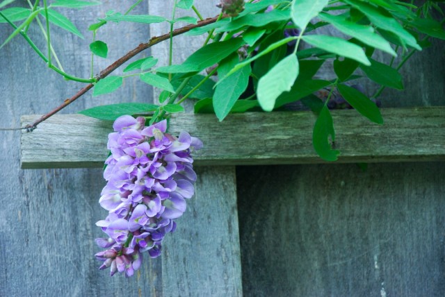 This Week in the Garden wisteria | tiny farmhouse