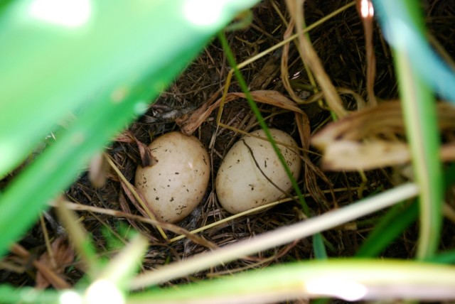 This week in the garden - mid-June wild turkey eggs | tiny farmhouse