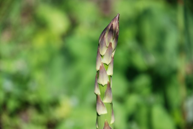 this-week-in-the-garden-early-June-asparagus | tiny farmhouse