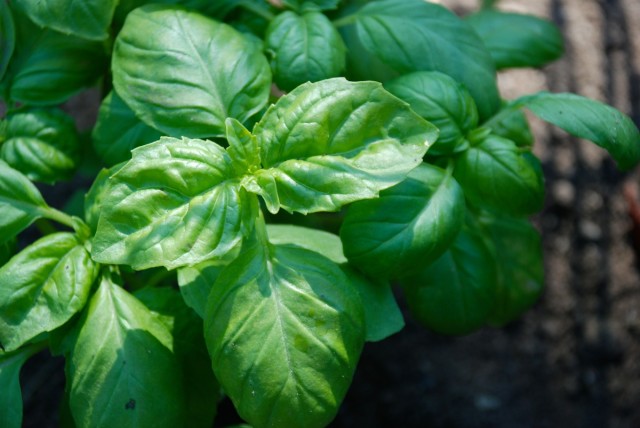this-week-in-the-garden-early-June-basil-in-sun | tiny farmhouse