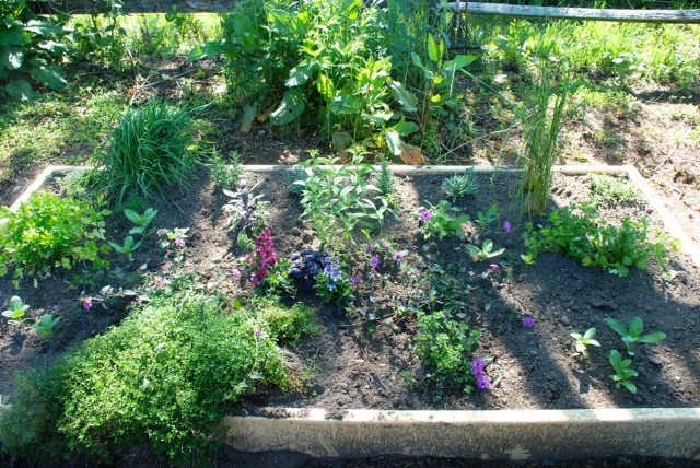 this-week-in-the-garden-early-June-herb-bed | tiny farmhouse