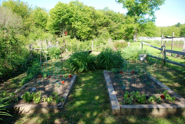 this-week-in-the-garden-early-June-tomatoes | tiny farmhouse