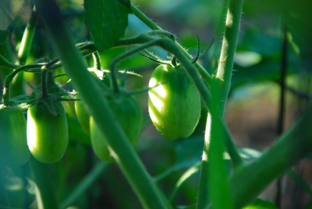 this week in the garden end of June - green cherry tomatoes | tiny farmhouse