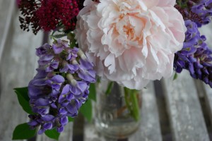 This Week in the Garden – end of June: hello greens, goodbye peonies & wisteria