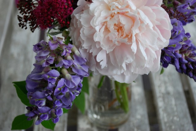 this week in the garden end of June - peonies and wisteria | tiny farmhouse