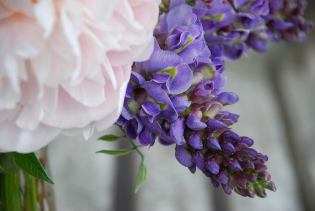 this week in the garden end of June - wisteria blooms | tiny farmhouse