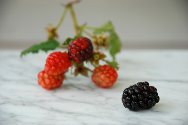 tips-for-harvesting-blackberries | tinyfarmhouse