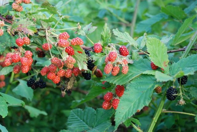 this-week-in-the-garden-end-of-July-blackberries-to-harvest | tinyfarmhouse
