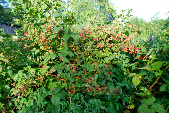 tips-for-harvesting-blackberries | tinyfarmhouse