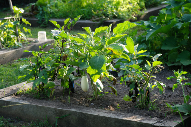 this-week-in-the-garden-end-of-July-eggplant | tinyfarmhouse