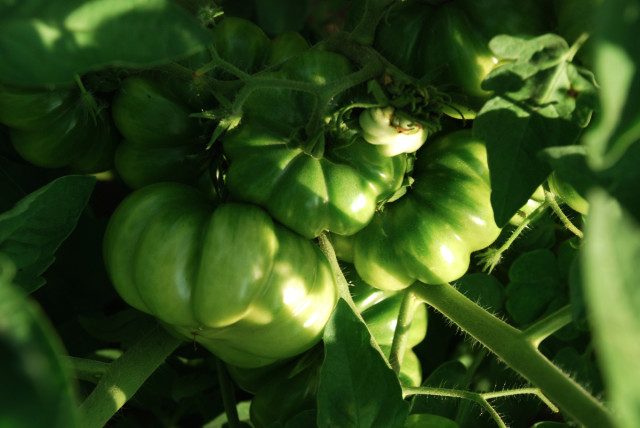 this-week-in-the-garden-end-of-July-green-tomatoes | tinyfarmhouse