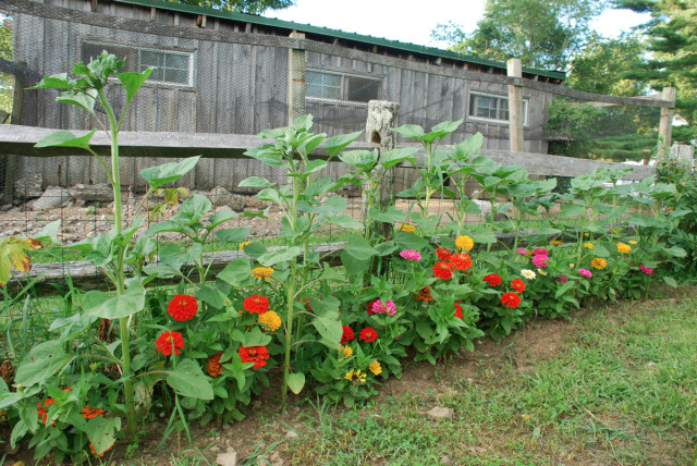 this-week-in-the-garden-end-of-July-sunflowers-and-zinnia | tinyfarmhouse