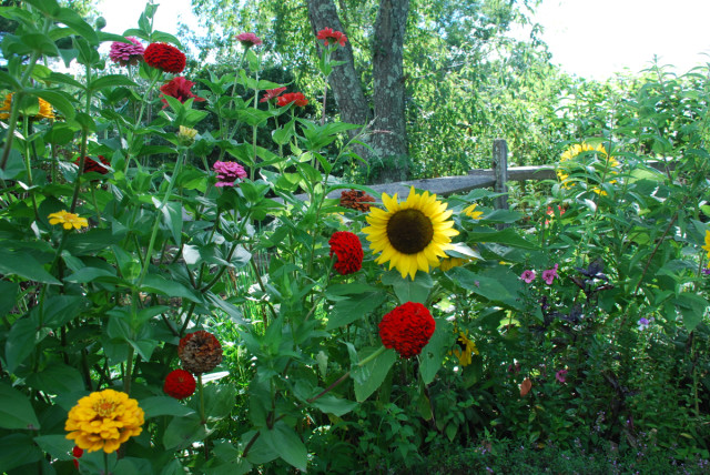 this-week-in-the-garden-end-of-August-herb-bed | tiny farmhouse