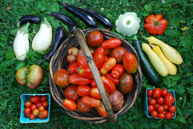 this-week-in-the-garden-end-of-August-partial-harvest | tiny farmhouse