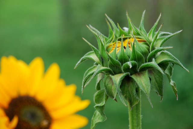 this-week-in-the-garden-end-of-August-sunflower-about-to-bloom | tiny farmhouse