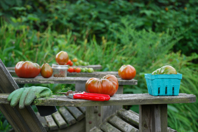 this-week-in-the-garden-end-of-August-tomatoes-on-chair | tiny farmhouse