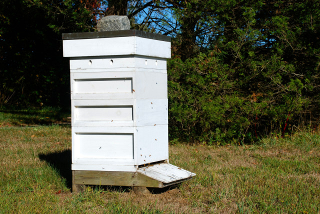 bee-hive-for-Whole-Kids-Foundation | tiny farmhouse