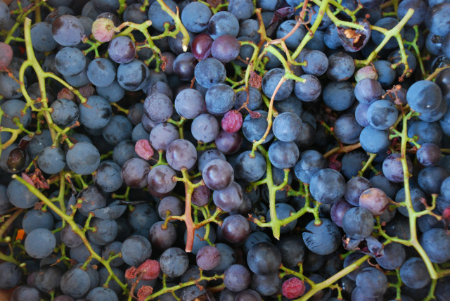 concord-grape-jelly-harvest | tiny farmhouse
