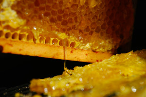 The Honey Harvest