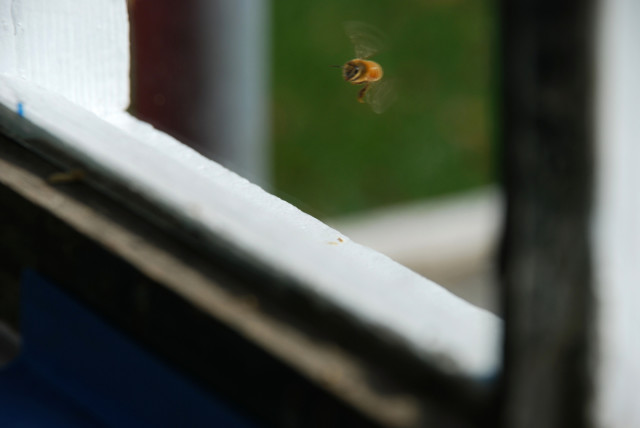 the-honey-harvest-bee-flying | tiny farmhouse