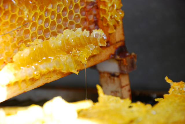 the-honey-harvest-dripping-honey | tiny farmhouse