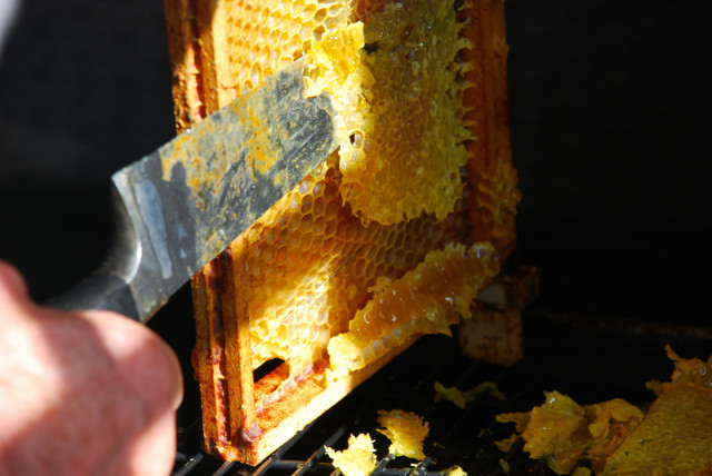 the-honey-harvest-uncapping | tiny farmhouse