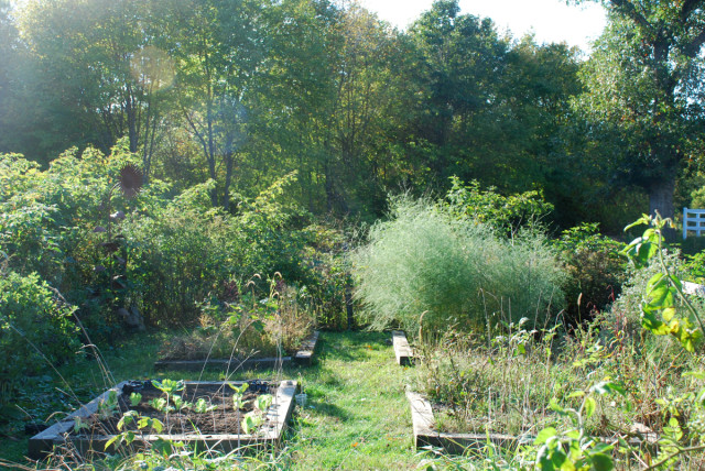 this-week-in-the-garden-early-October 8 | tiny farmhouse