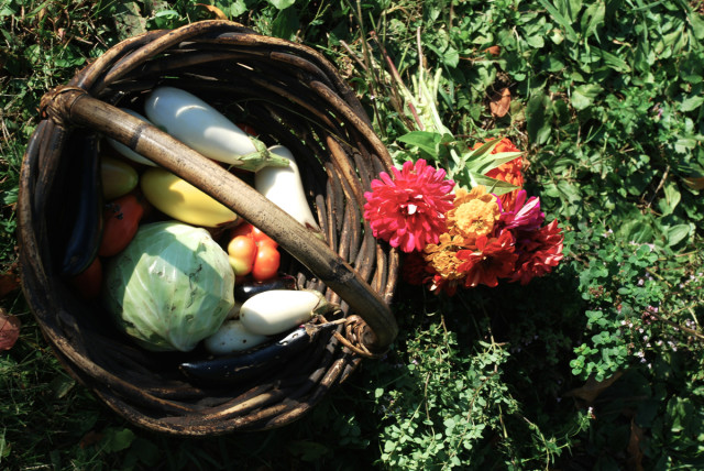 this-week-in-the-garden-early-October-harvest2 | tiny farmhouse