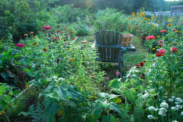 this-week-in-the-garden-early-January-summer-garden | tiny farmhouse