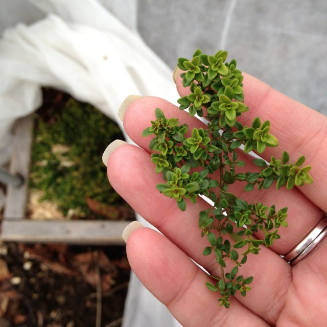 this-week-in-the-garden-early-January-thyme-in-hand | tiny farmhouse