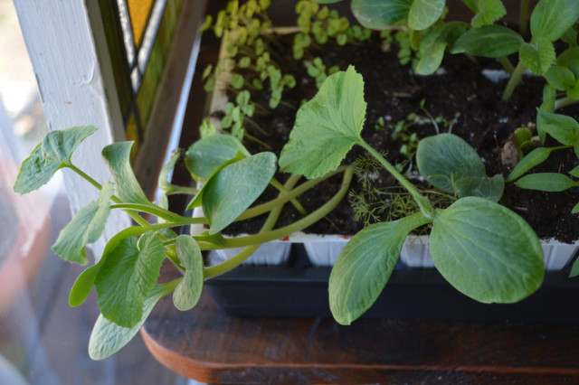This-Week-in-the-Garden-early-May squash seedlings | tiny farmhouse