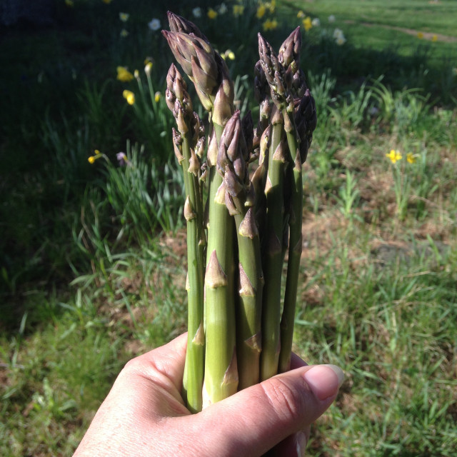 This-week-in-garden-May-2015 asparagus | tiny farmhouse