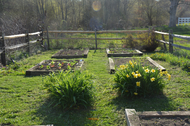 This-week-in-garden-May-2015 lettuce and daffodils | tiny farmhouse