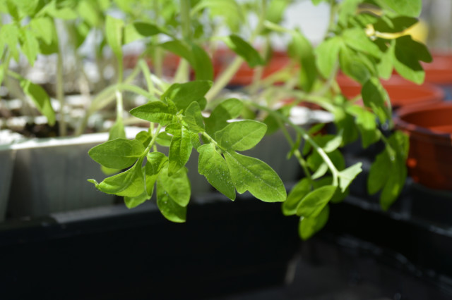 This-week-in-garden-May-2015 tomato seedlings 2 | tiny farmhouse