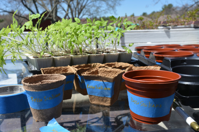 This-week-in-garden-May-2015 tomato seedlings ready to transplant | tiny farmhouse