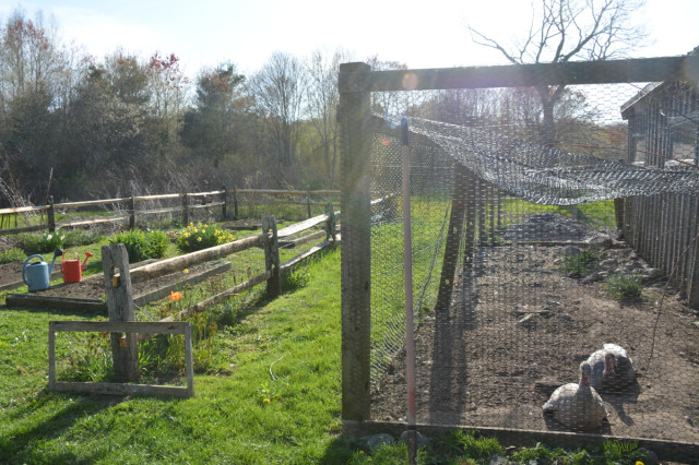 This-week-in-garden-May-2015 turkeys and new fence rails | tiny farmhouse