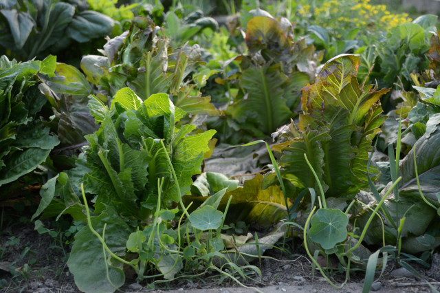 this-week-in-the-garden-mid-June-critter-eaten-lettuce | tiny farmhouse