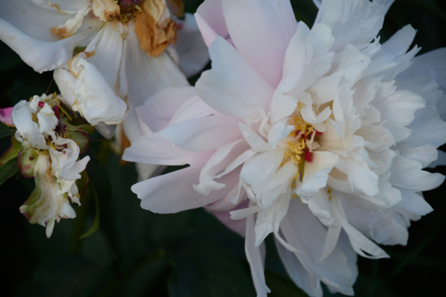 this-week-in-the-garden-mid-June-fading-peony | tiny farmhouse