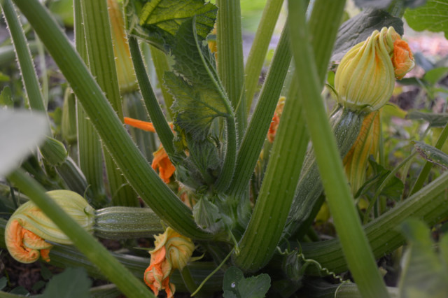 this-week-in-the-garden-mid-June-first-zucchini | tiny farmhouse